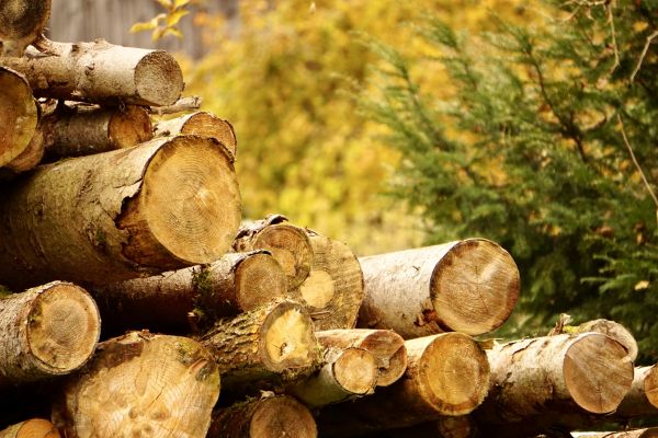 Wood Pile Removal in North Little Rock