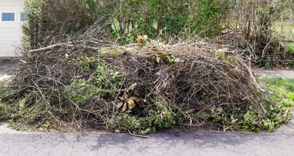 Tree Limb Cleanup in North Little Rock