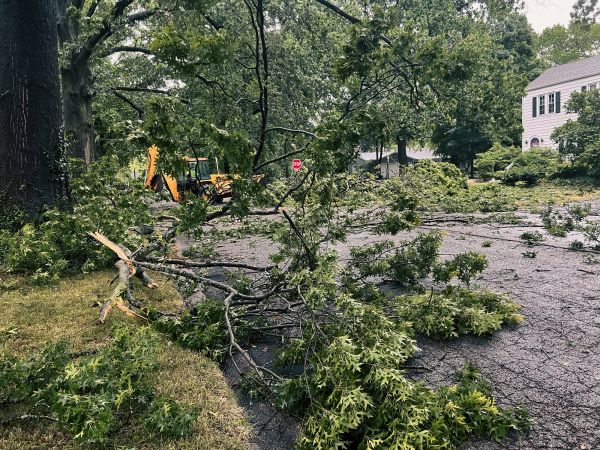 Tree Branch Disposal in North Little Rock