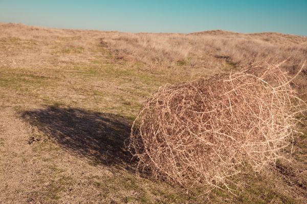 Tumbleweed Removal in North Little Rock