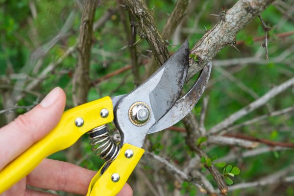 Limbs Removal in North Little Rock
