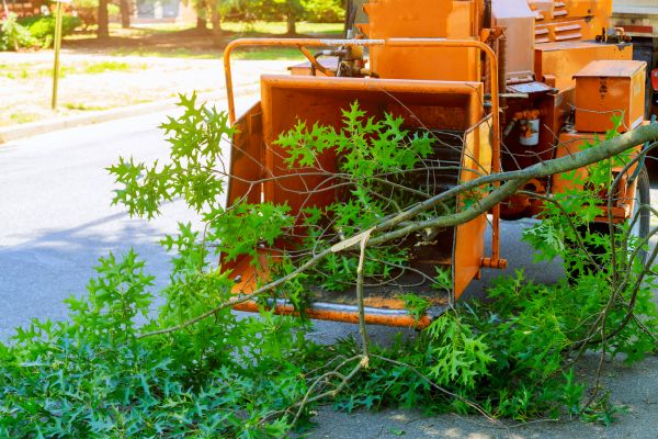 Tree Branches Removal in North Little Rock