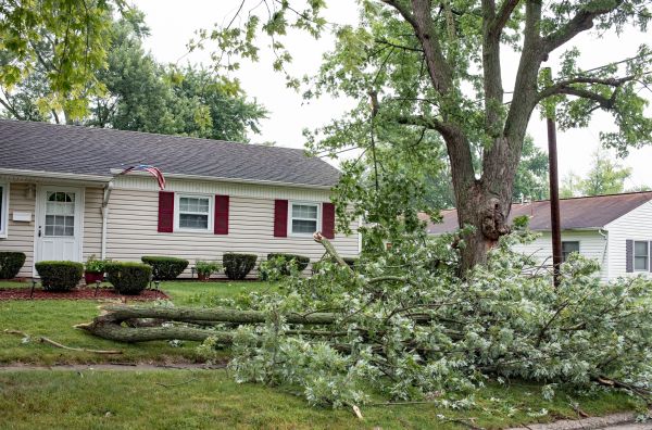 Fallen Branch Removal in North Little Rock